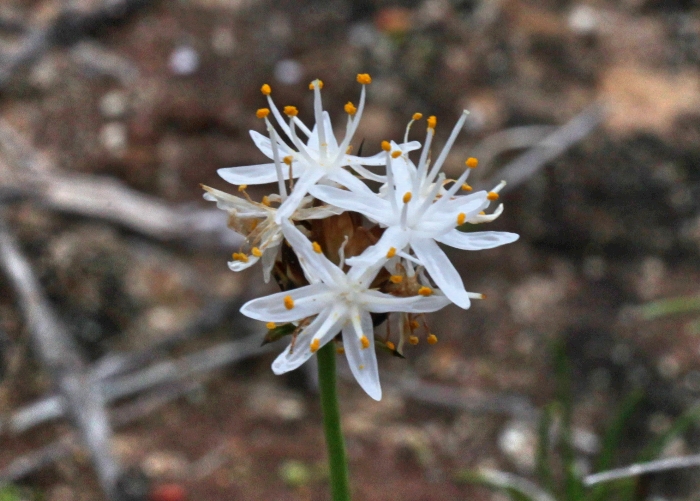 Western Australian Plants Boryaceae